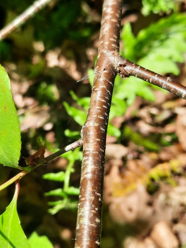 Arbre fruitier à noyau (genre) — Bild 3