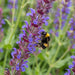 Blüte von Steppen-Salbei (Salvia nemorosa) in Nahaufnahme (KI-generiert)