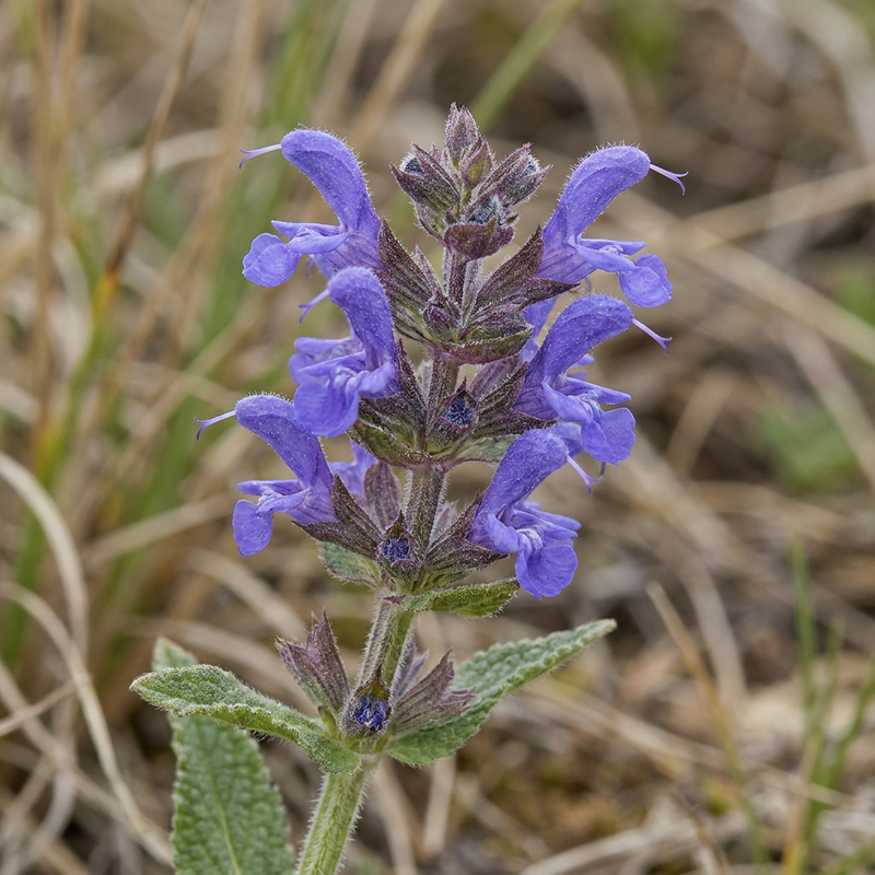 Sauge des steppes