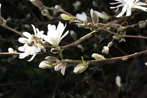 Magnolia étoilé — Bild 3