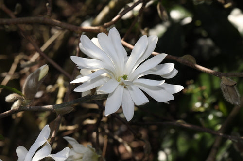 Magnolia étoilé — Bild 2