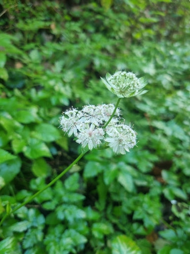Ombelle étoilée — Bild 3