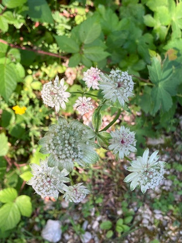 Ombelle étoilée — Bild 5