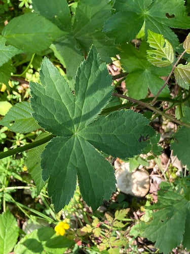 Ombelle étoilée — Bild 4