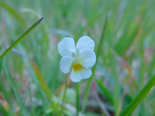 Pensées — Bild 4