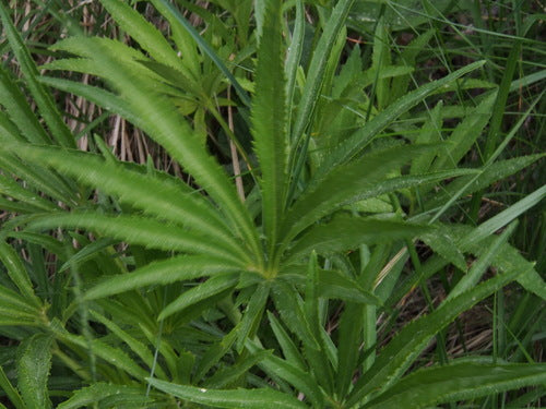 Hellébore puant — photo 3 sur 10