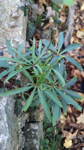 Hellébore puant — Bild 3