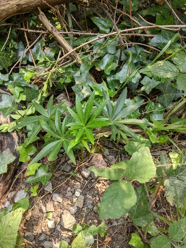 Hellébore puant — Bild 2