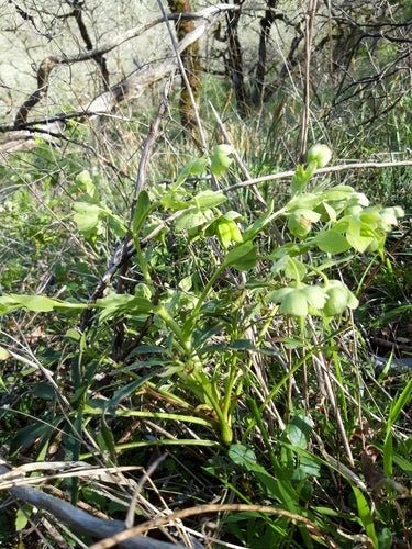 Hellébore puant — Bild 4