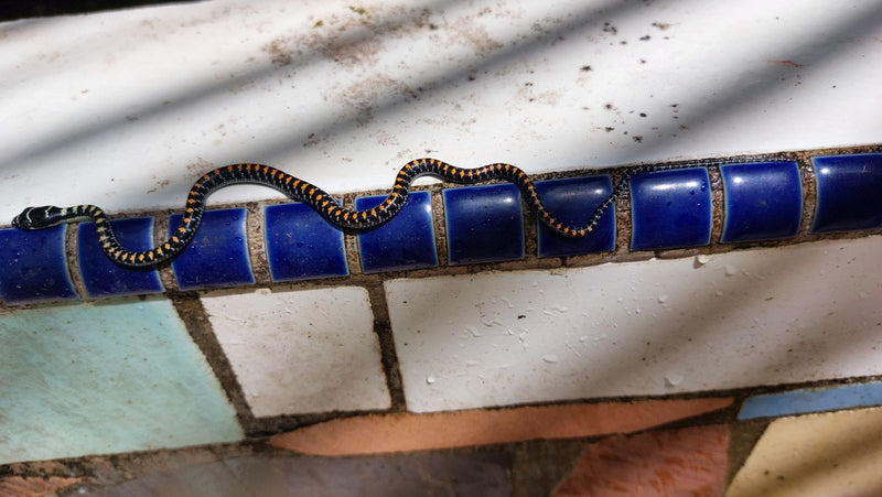 Serpent brun de l'Est — Bild 1