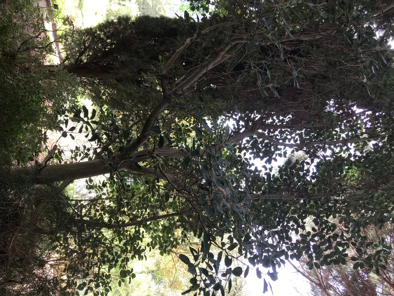 Östlicher Erdbeerbaum — photo 1 sur 4
