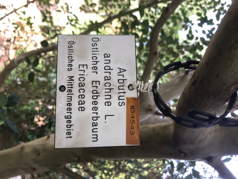 Östlicher Erdbeerbaum — photo 2 sur 4