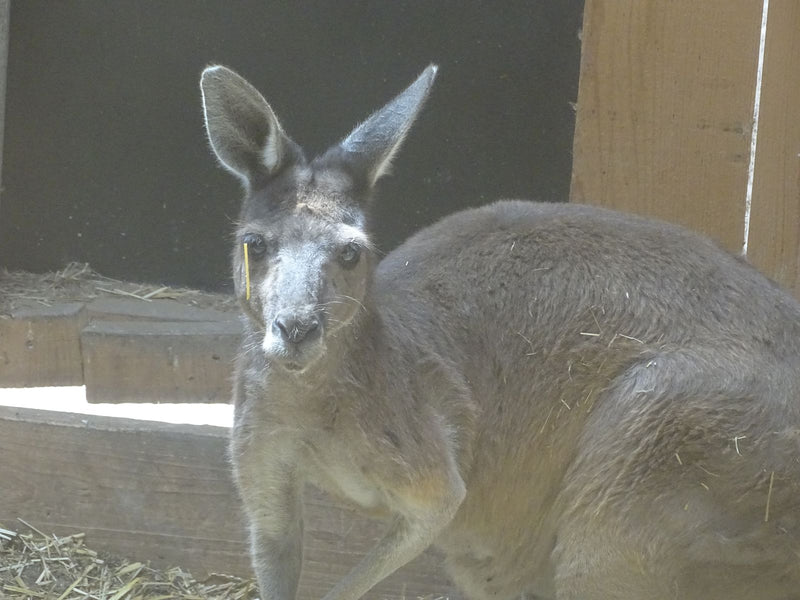 Kangourou gris de l'Est — Bild 1