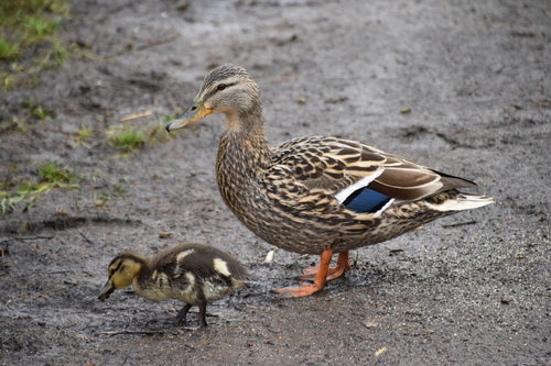 Colvert — Bild 5