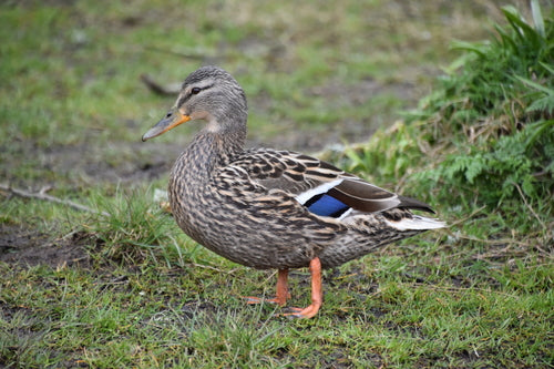 Colvert — Bild 4