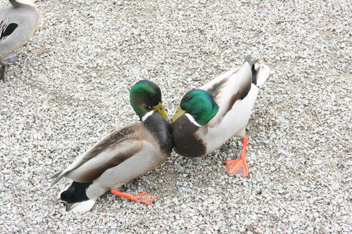 Colvert — Bild 4