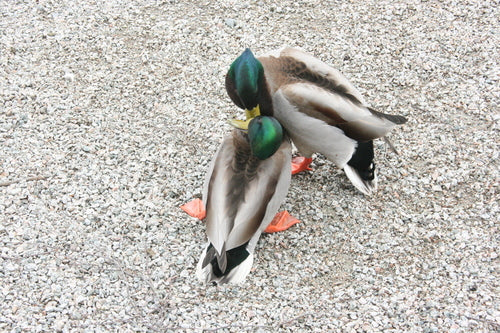 Colvert — Bild 3