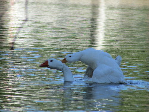 Colvert — Bild 3