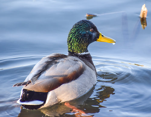 Colvert — Bild 5