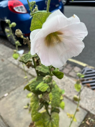 Roses trémières — Bild 5