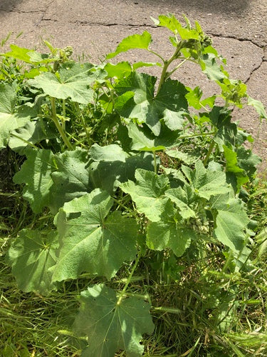 Roses trémières — Bild 3