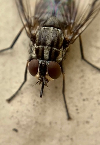 Stomoxys Calcitrans — Bild 2