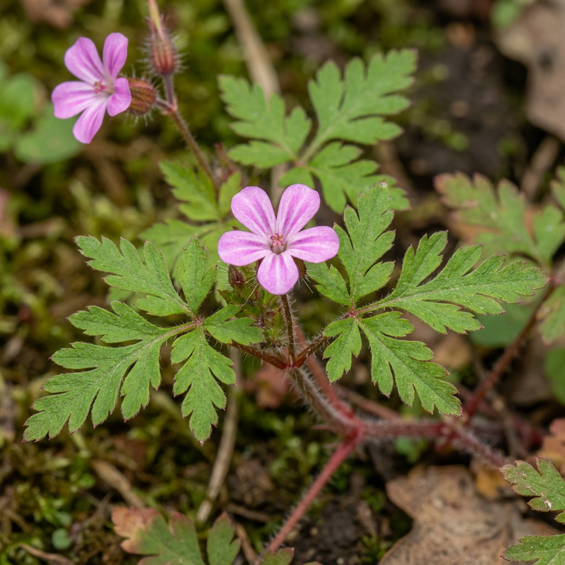 Géranium sanguin