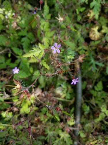 Géranium sanguin — Bild 3