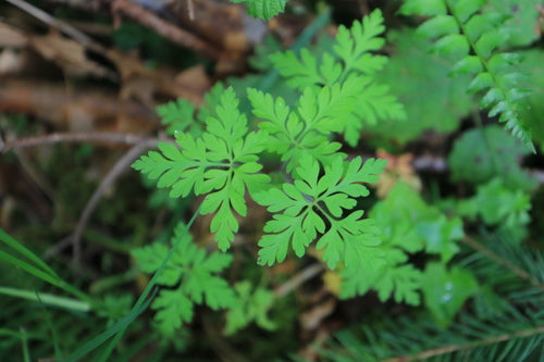 Géranium sanguin — Bild 5