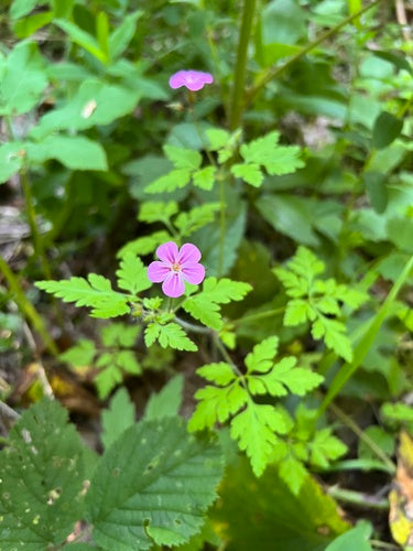 Géranium sanguin — Bild 2