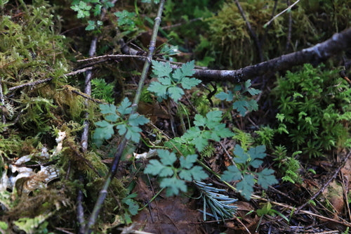 Géranium sanguin — Bild 4