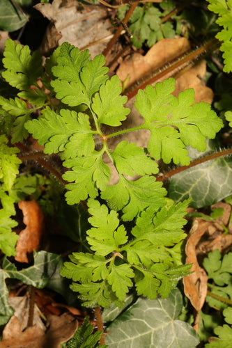 Géranium sanguin — Bild 4
