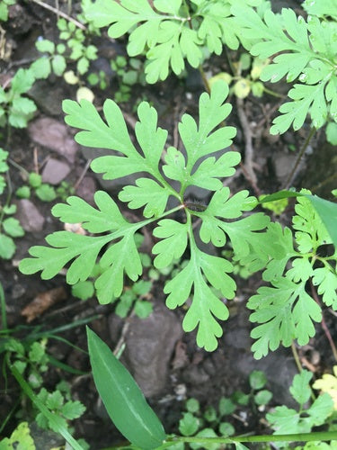 Géranium sanguin — Bild 3