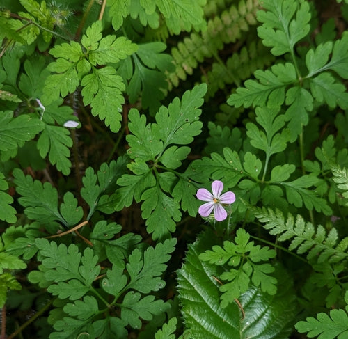 Géranium sanguin — Bild 5