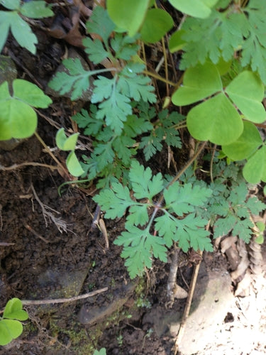 Géranium sanguin — Bild 2