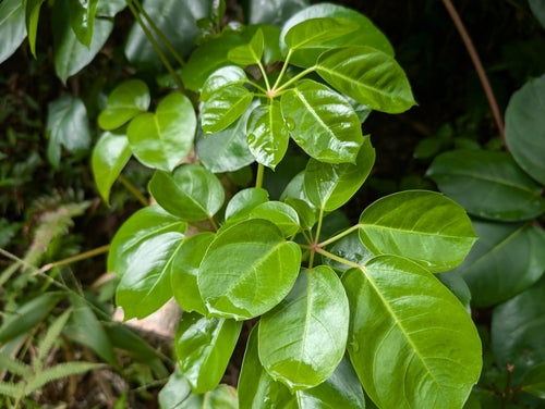 Aralia de rayonnement — photo 5 sur 11