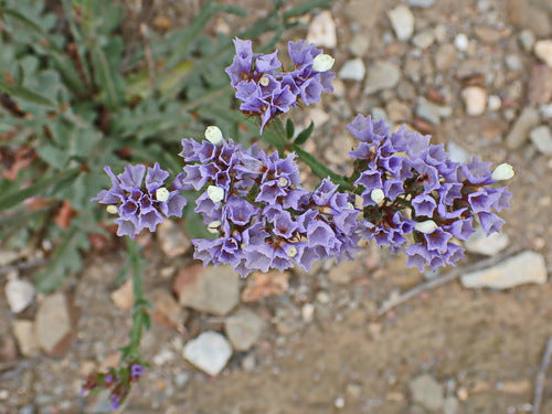 Lilas de mer — Bild 2
