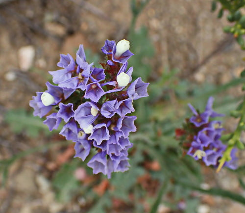 Lilas de mer — Bild 4