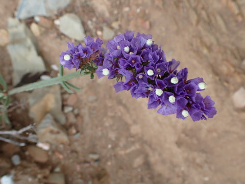 Lilas de mer — Bild 3