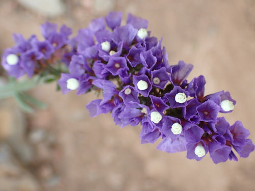 Lilas de mer — Bild 5