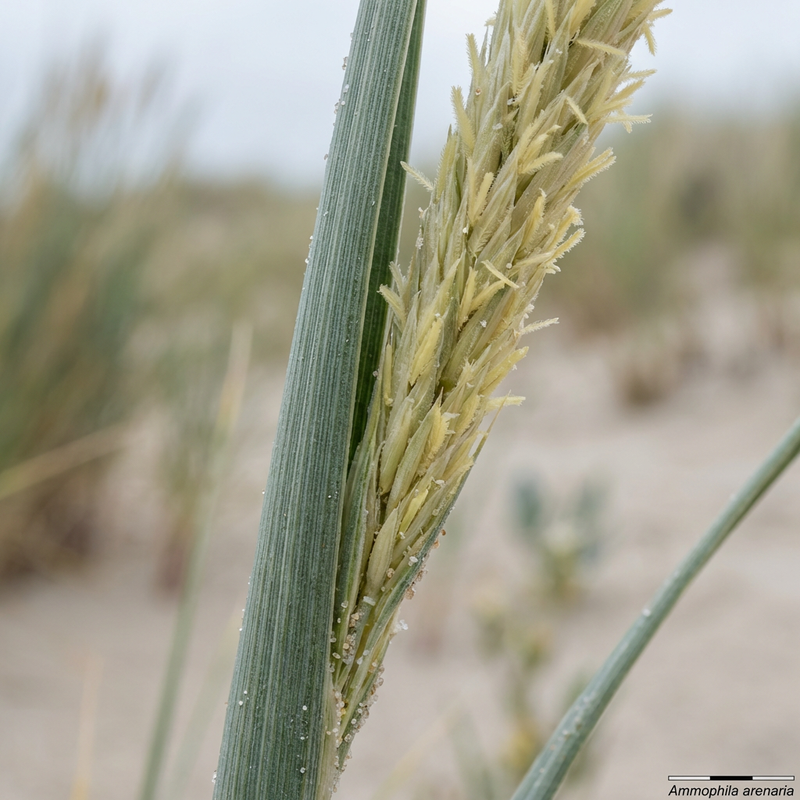 Herbe d'ammophile