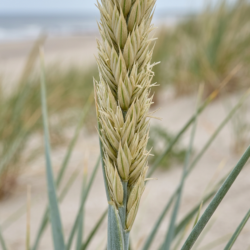 Herbe d'ammophile