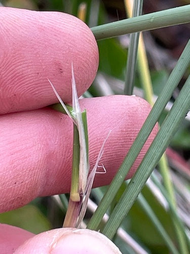 Herbe d'ammophile — Bild 5