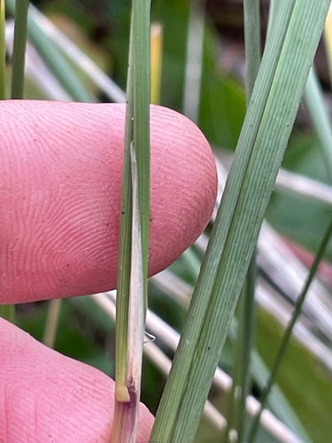 Herbe d'ammophile — Bild 4
