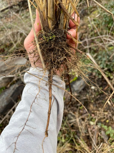 Herbe d'ammophile — Bild 3