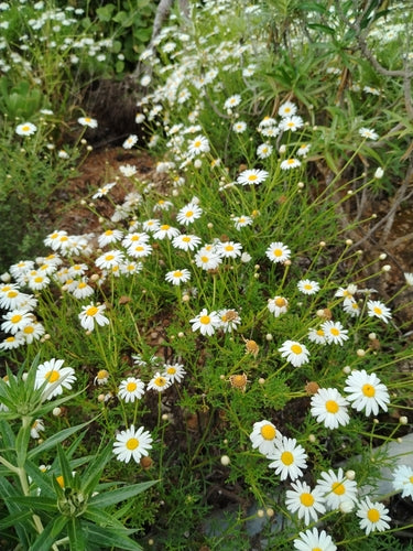 Marguerite de brousse — Bild 5