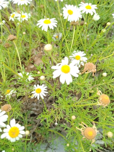 Marguerite de brousse — Bild 4