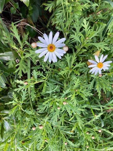 Marguerite de brousse — Bild 3
