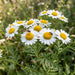 Blüte von Straußblütige Wucherblume (Tanacetum corymbosum) in Nahaufnahme (KI-generiert)