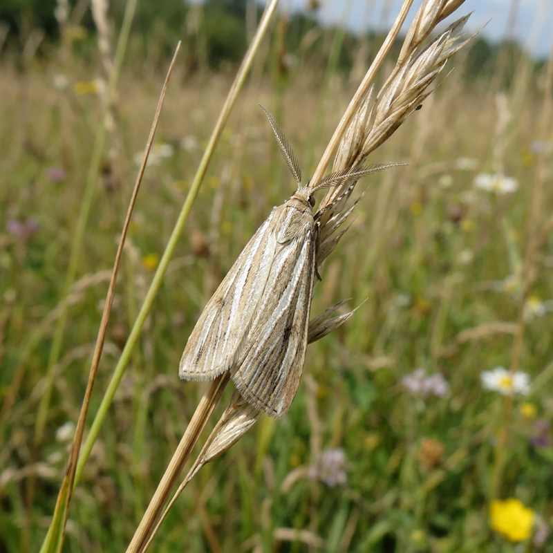 Foreur des mauvaises herbes rayé